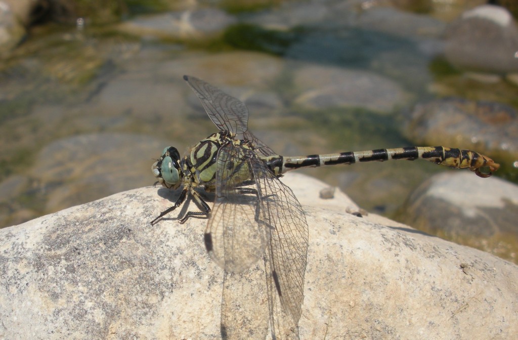 Da determinare: Onychogomphus forcipatus unguiculatus